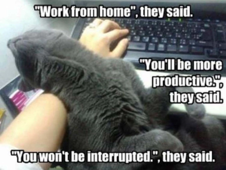 Remote workers Noise vs Camaraderie